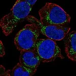 Atlas Antibodies Anti-NHLRC4 Antibody