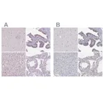 Atlas Antibodies Anti-NHP2 Antibody