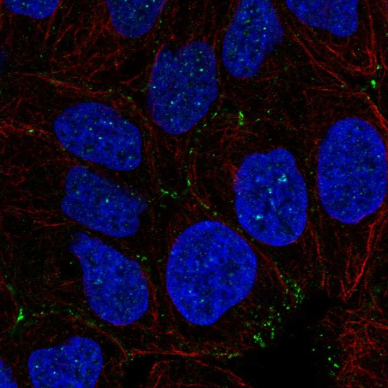 Atlas Antibodies Anti-NHS Antibody