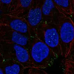 Atlas Antibodies Anti-NHS Antibody