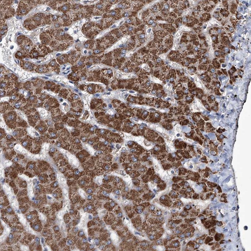 Atlas Antibodies Anti-NHS Antibody