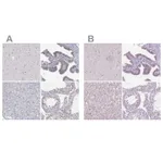 Atlas Antibodies Anti-NHP2 Antibody