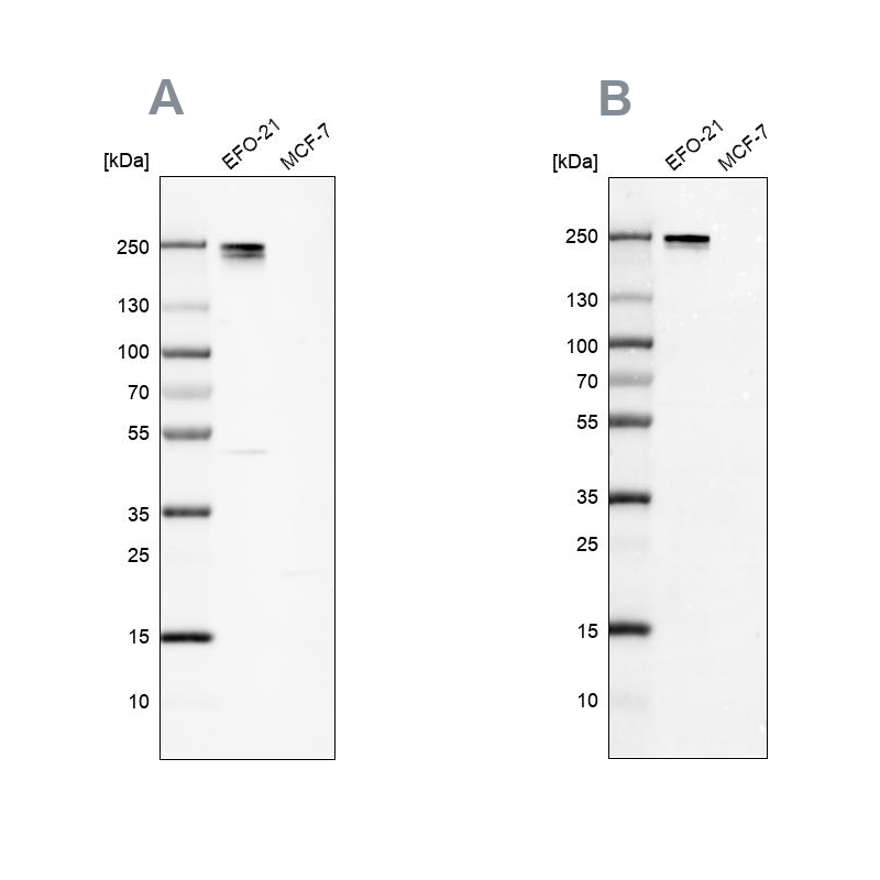 Atlas Antibodies Anti-NID2 Antibody