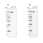 Atlas Antibodies Anti-NID2 Antibody
