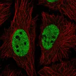 Atlas Antibodies Anti-NICN1 Antibody