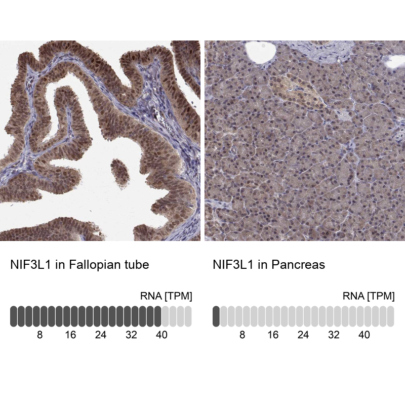 Atlas Antibodies Anti-NIF3L1 Antibody