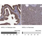 Atlas Antibodies Anti-NIF3L1 Antibody