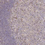 Atlas Antibodies Anti-NIN Antibody