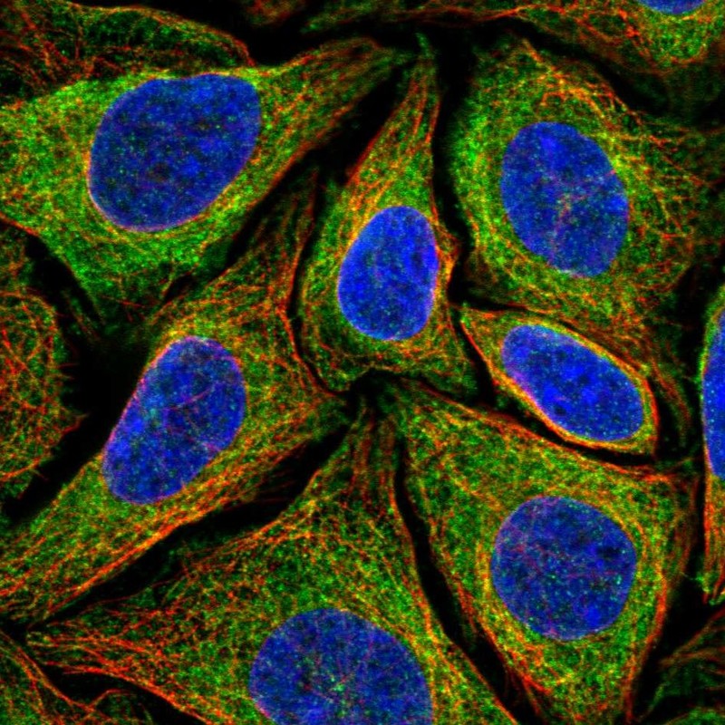 Atlas Antibodies Anti-NINJ2 Antibody