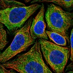Atlas Antibodies Anti-NINJ2 Antibody