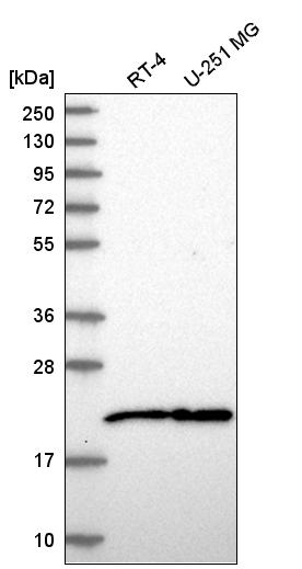 Atlas Antibodies Anti-NIP7 Antibody