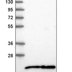 Atlas Antibodies Anti-NIP7 Antibody