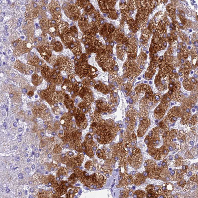 Atlas Antibodies Anti-NINJ1 Antibody