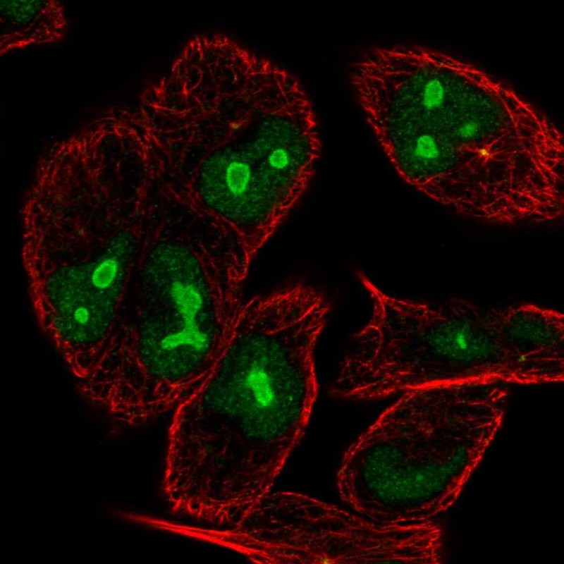 Atlas Antibodies Anti-NIN Antibody