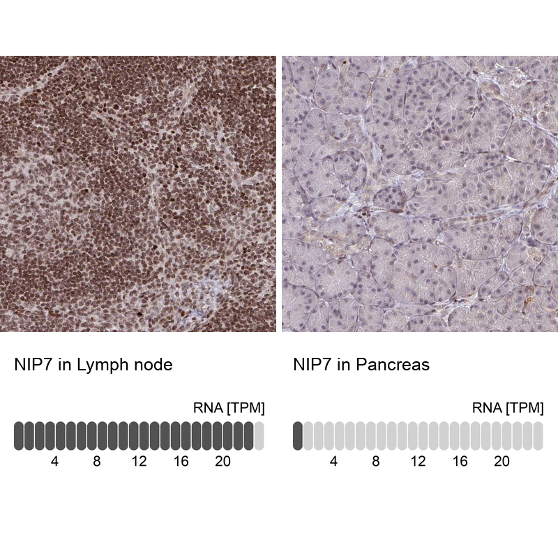 Atlas Antibodies Anti-NIP7 Antibody