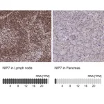 Atlas Antibodies Anti-NIP7 Antibody