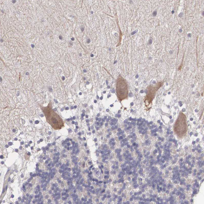 Atlas Antibodies Anti-NINL Antibody