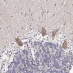 Atlas Antibodies Anti-NINL Antibody