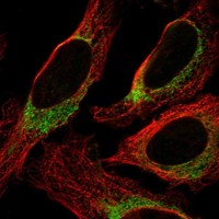 Atlas Antibodies Anti-NINJ2 Antibody