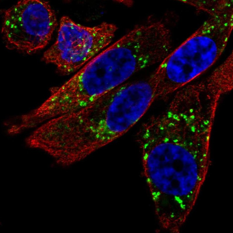 Atlas Antibodies Anti-NIPA2 Antibody