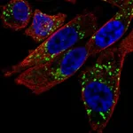 Atlas Antibodies Anti-NIPA2 Antibody