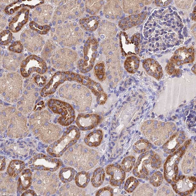 Atlas Antibodies Anti-NIPSNAP3A Antibody