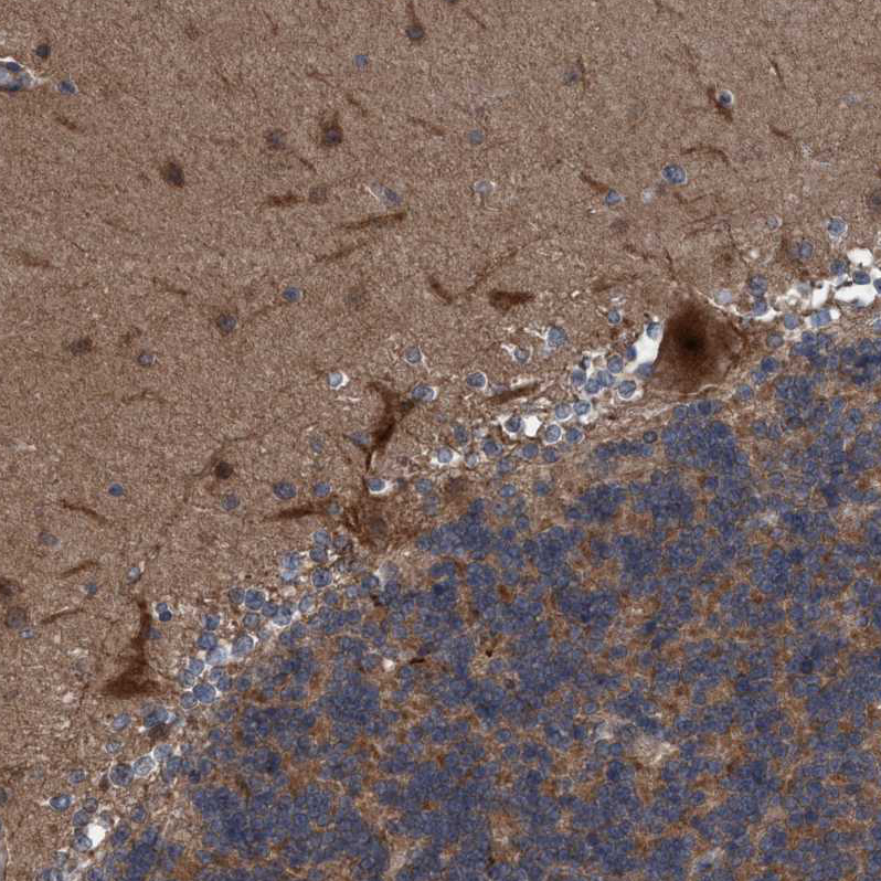 Atlas Antibodies Anti-NISCH Antibody