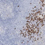 Atlas Antibodies Anti-NIPAL4 Antibody