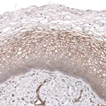 Atlas Antibodies Anti-NKAIN4 Antibody