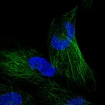 Atlas Antibodies Anti-NKIRAS1 Antibody