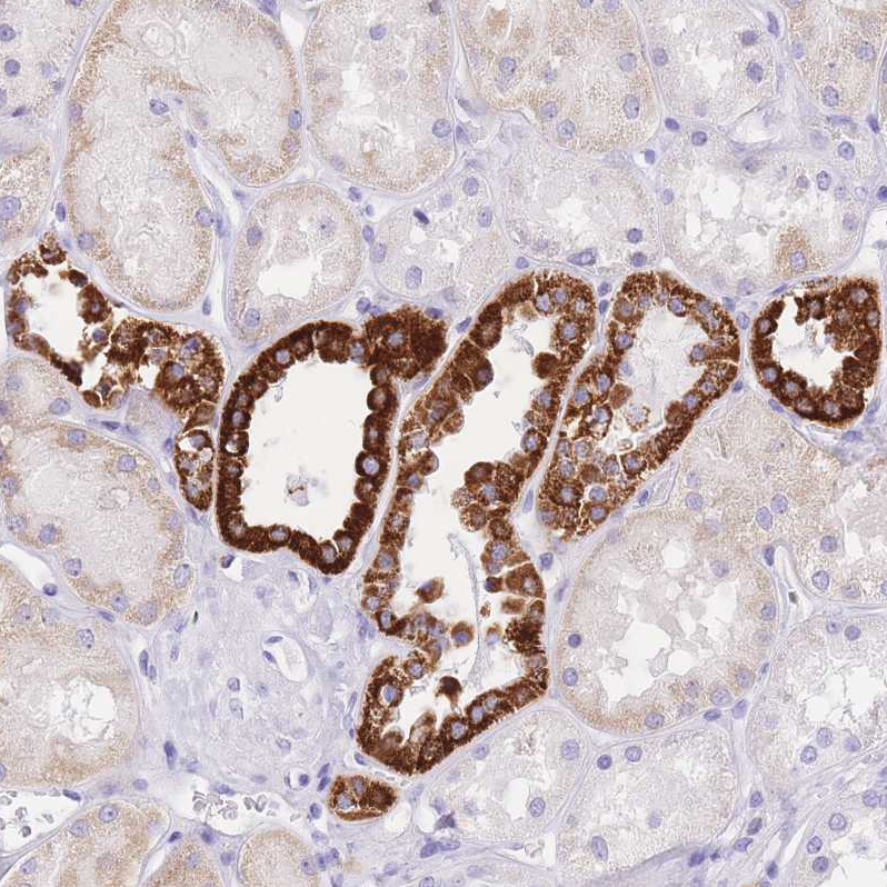Atlas Antibodies Anti-NKD2 Antibody
