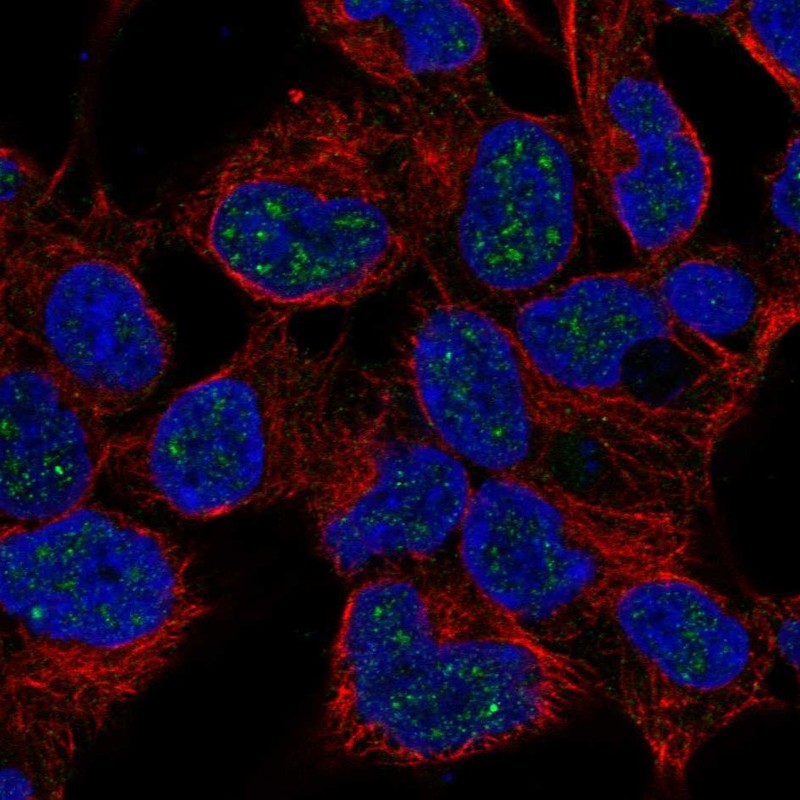Atlas Antibodies Anti-NKX2-4 Antibody