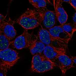 Atlas Antibodies Anti-NKX2-4 Antibody