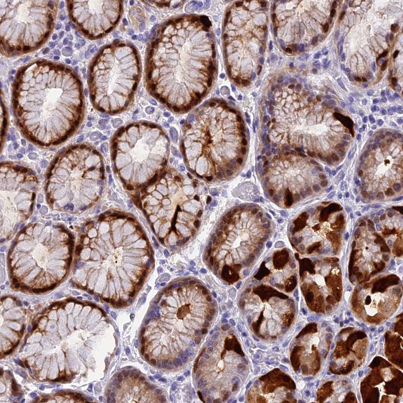 Atlas Antibodies Anti-NKPD1 Antibody