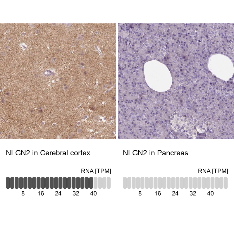 Atlas Antibodies Anti-NLGN2 Antibody