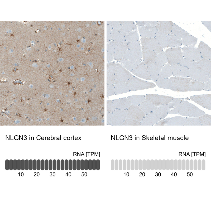 Atlas Antibodies Anti-NLGN3 Antibody