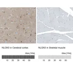 Atlas Antibodies Anti-NLGN3 Antibody