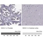 Atlas Antibodies Anti-NKX3-1 Antibody