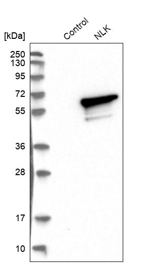 Atlas Antibodies Anti-NLK Antibody