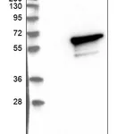 Atlas Antibodies Anti-NLK Antibody