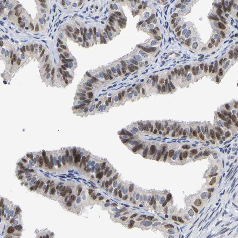 Atlas Antibodies Anti-NLE1 Antibody