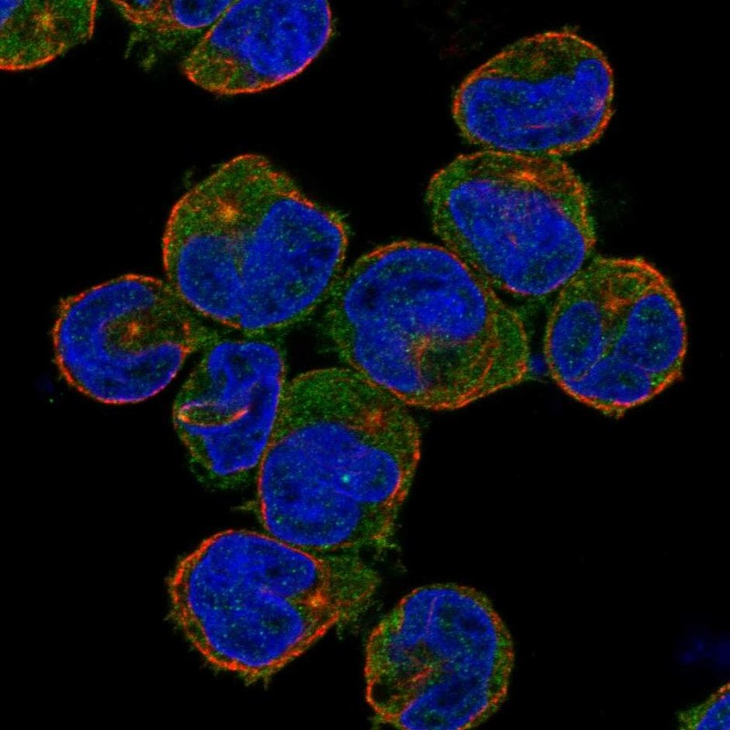 Atlas Antibodies Anti-NLRC3 Antibody