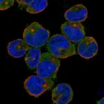 Atlas Antibodies Anti-NLRC3 Antibody