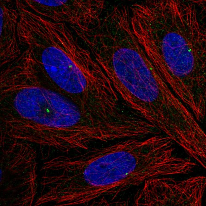 Atlas Antibodies Anti-NLRC5 Antibody
