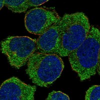 Atlas Antibodies Anti-NLRC5 Antibody