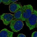 Atlas Antibodies Anti-NLRC5 Antibody