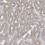 Atlas Antibodies Anti-NLN Antibody