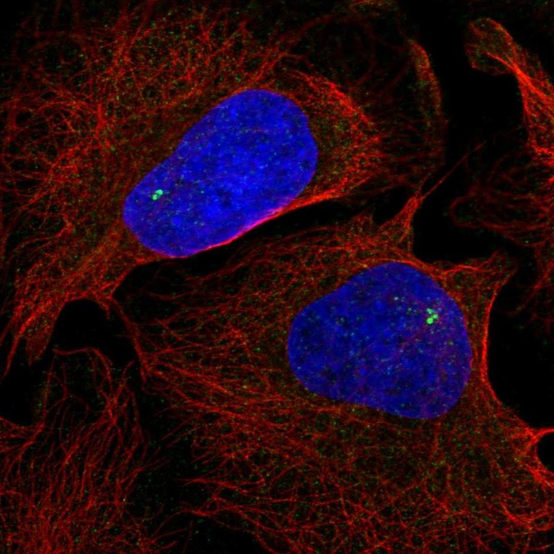 Atlas Antibodies Anti-NLRC5 Antibody