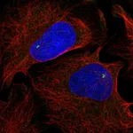 Atlas Antibodies Anti-NLRC5 Antibody