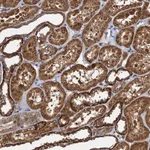 Atlas Antibodies Anti-NLRP10 Antibody
